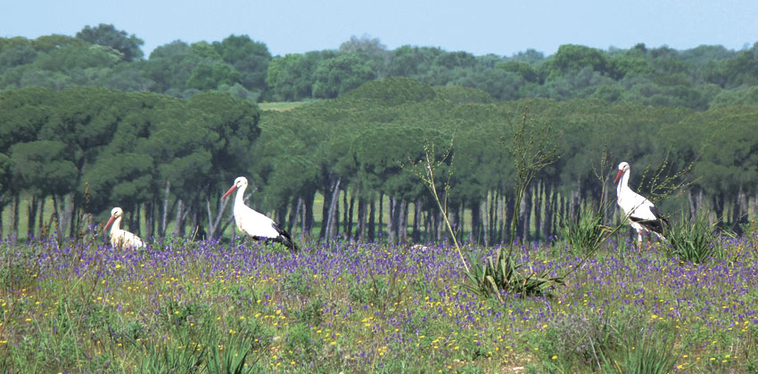 cigüeñas | Sevilla con los peques