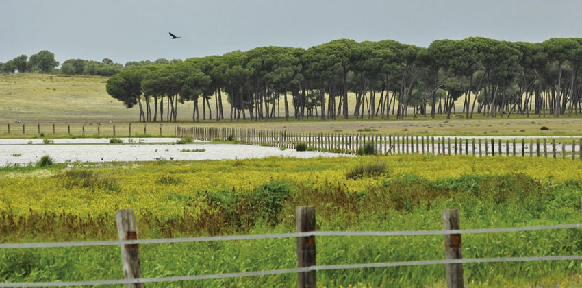 Dehesa de abajo panorámica | Sevilla con los peques