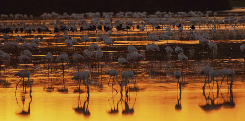 Flamencos al atardecer | Sevilla con los peques