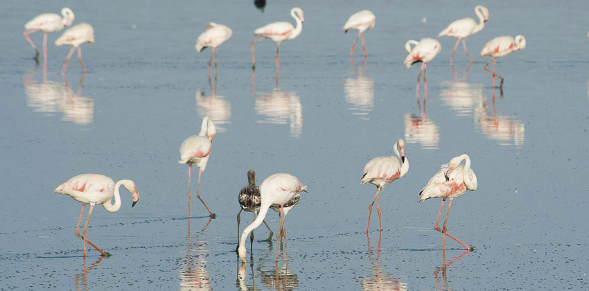 Flamencos de día | Sevilla con los peques