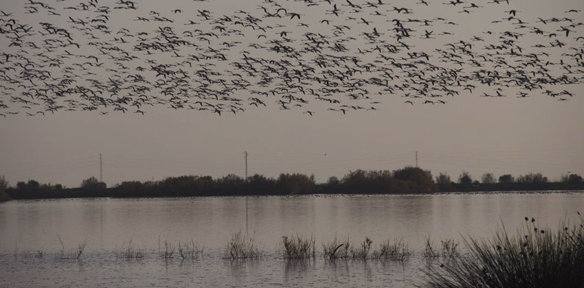 Aves volando al atardecer en la Dehesa | Sevilla con los peques
