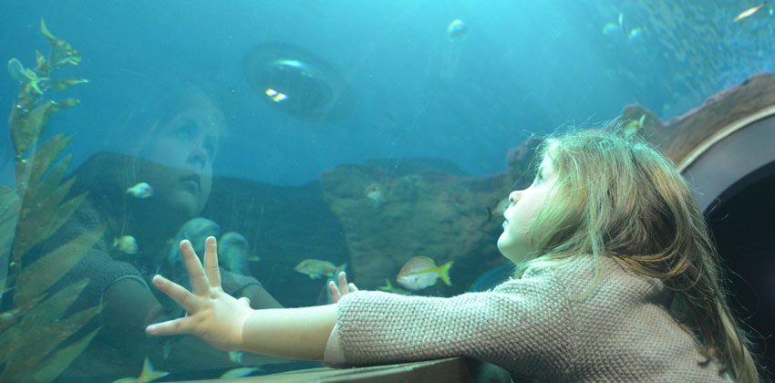 Niña mirando los peces | Sevilla con los peques