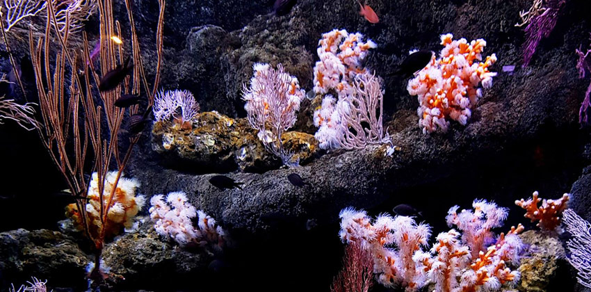 Corales y algas en el acuario de Sevilla | Sevilla con los peques
