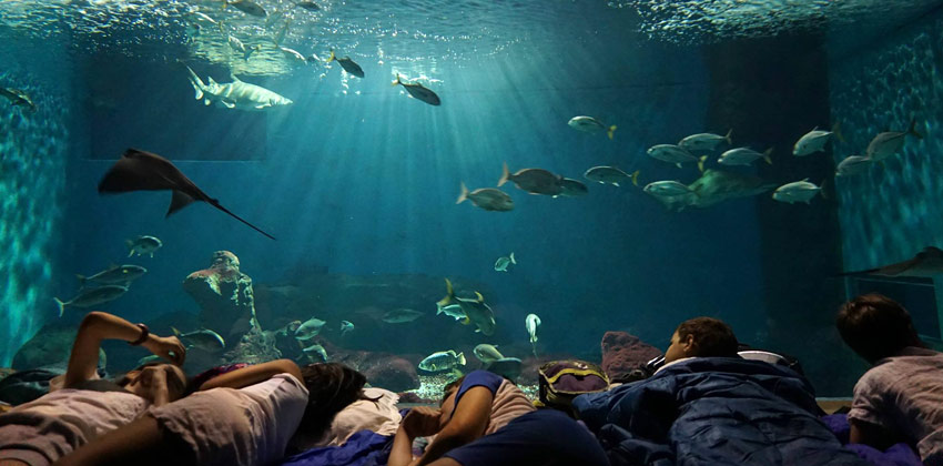 Una noche con los tiburones en el Acuario