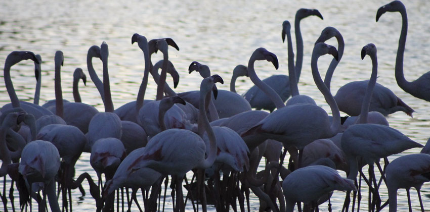 Cañada de los pájaros, flamencos | Sevilla con los peques