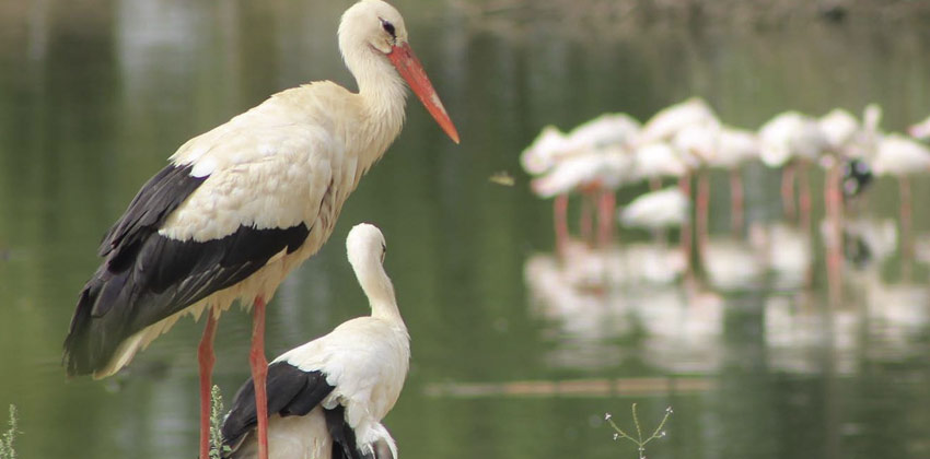 Cañada de los pájaros - Cigueñelas | Sevilla con los peques
