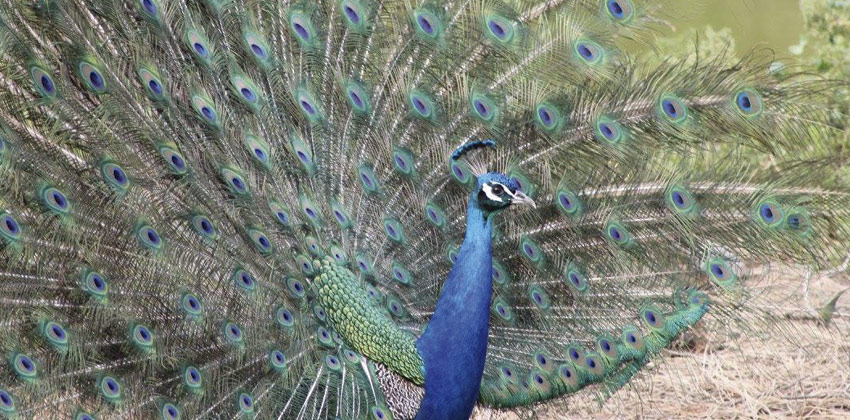 Cañada de los pájaros, pavo real | Sevilla con los peques