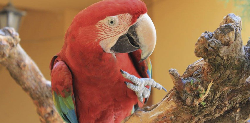 Cañada de los pájaros, Gauacamayo | Sevilla con los peques