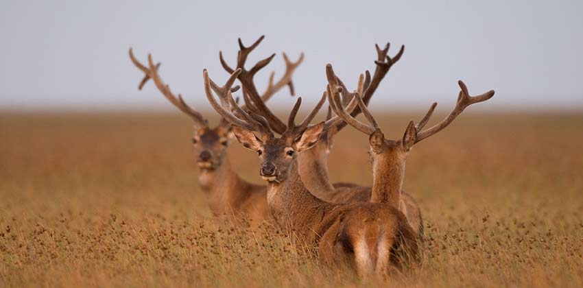 Ciervos en la exposición del Parque de Doñana en Casa de la Ciencia | Sevilla con los peques