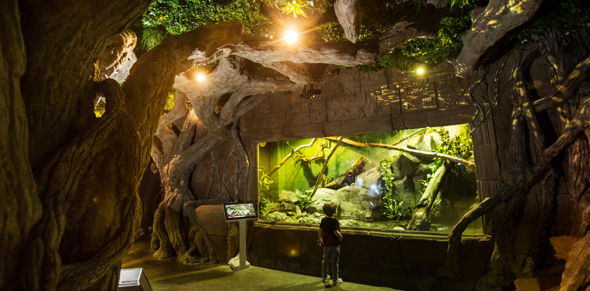 Exposición de Medusas en el Acuario de Sevilla , basiliscos verdes | Sevilla con los peques