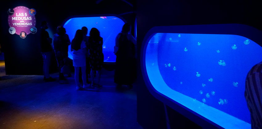 Exposición de Medusas en el Acuario de Sevilla, medusas venenosas | Sevilla con los peques