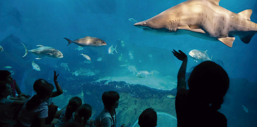 Tiburones a media noche en Sevilla con niños Acuario de Sevilla | Sevilla con los peques