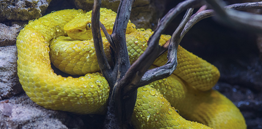 Veneno, una nueva exposición el Museo Casa de la Ciencia de Sevilla 01 | Sevilla con los peques