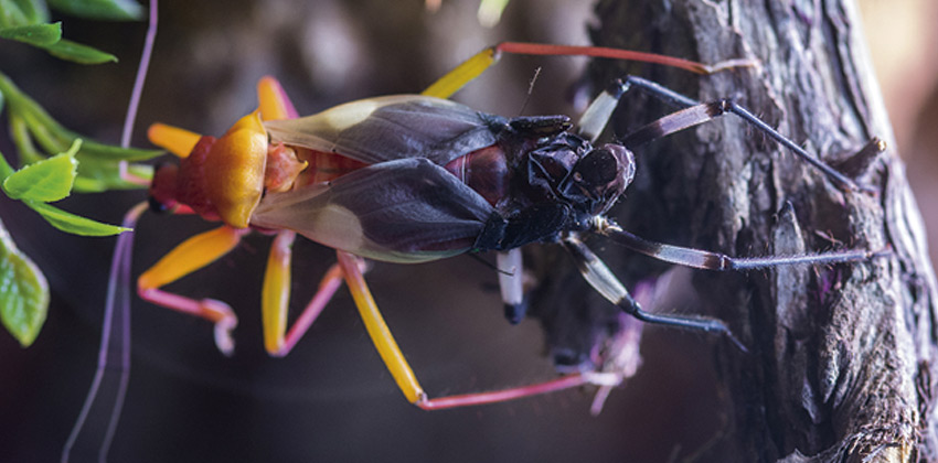 Veneno, una nueva exposición el Museo Casa de la Ciencia de Sevilla 03 | Sevilla con los peques