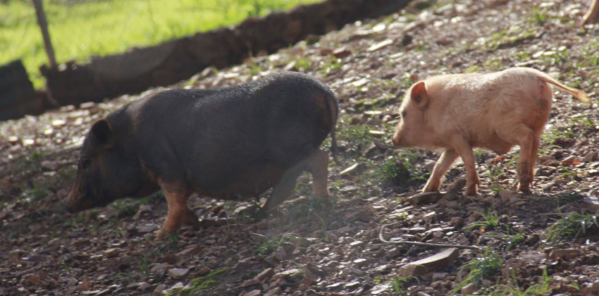 Gymkana gratuita para las familias en Granja Aventura El Ronquillo 01 | Sevilla con los peques