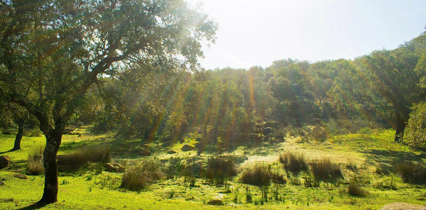 medio ambiente | Sevilla con los Peques
