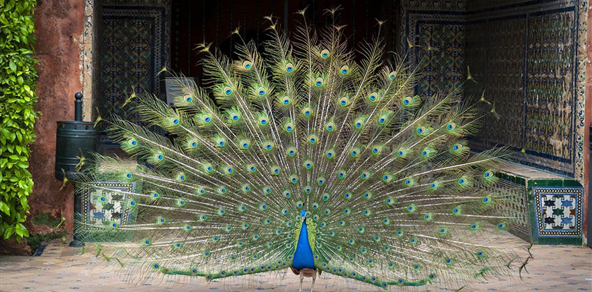 El Alcazar de Sevilla, pavo real | Sevilla con los peques