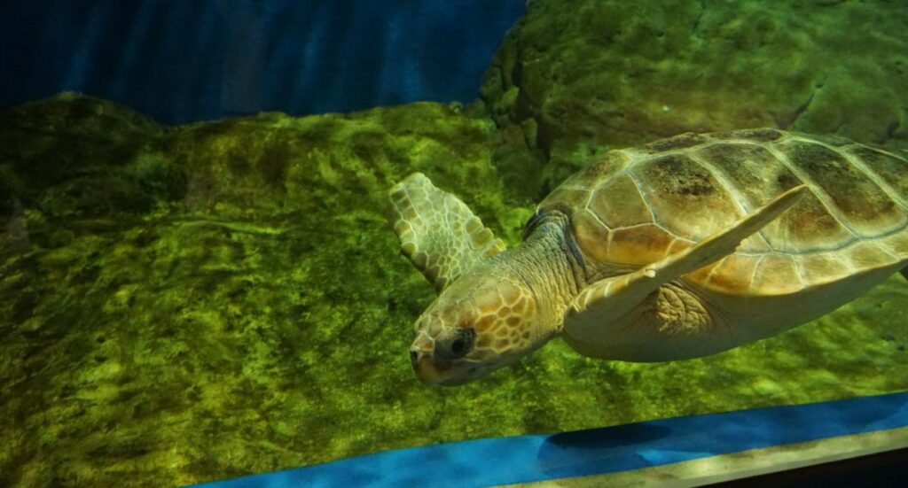 Tortuga marina en el estanque del Acuario de Sevilla | Sevilla con los peques