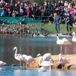 Avistamiento de Pajaros en la Cañada de los pájaros | Sevilla con los peques